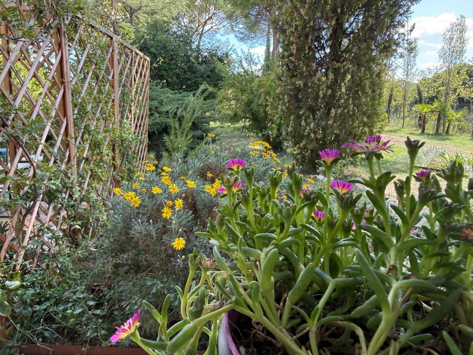 Natural landscape, Garden, Garden view