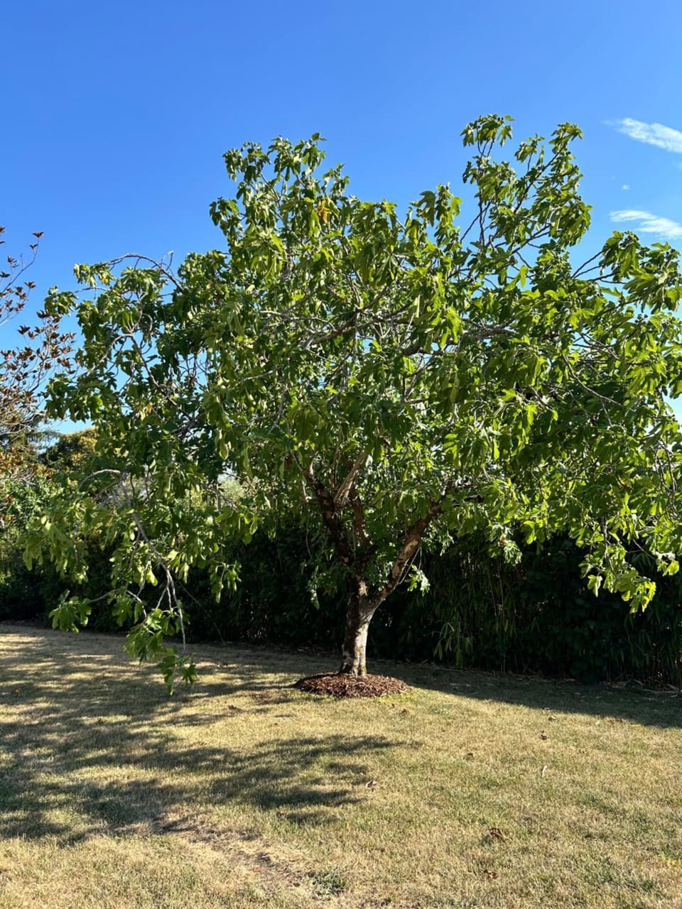 Garden, Garden view