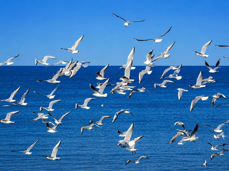 Animals, Sea view