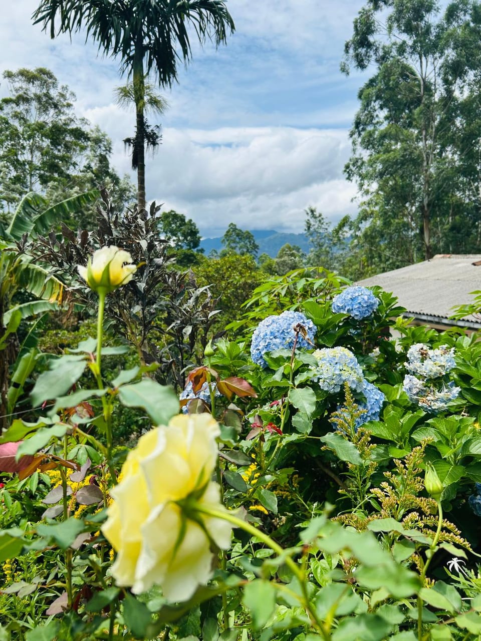 Day, Natural landscape, Garden, Garden view