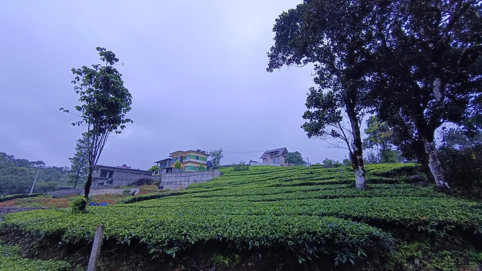 Day, Natural landscape, Garden view