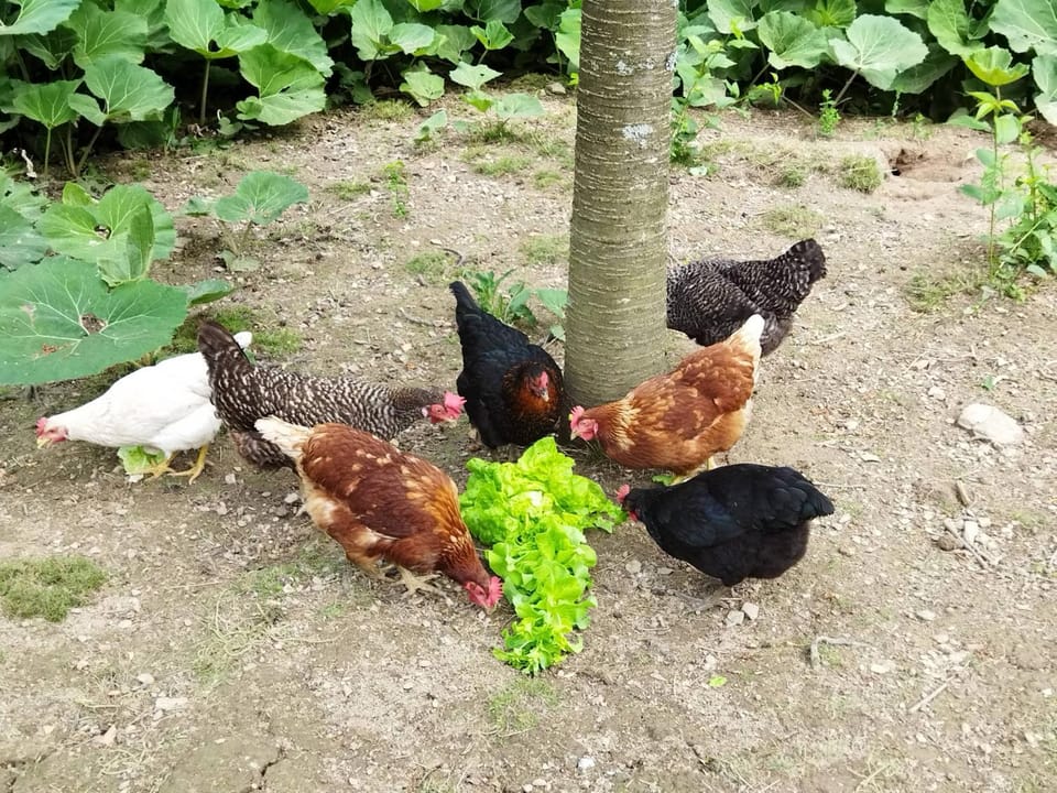 Animals
