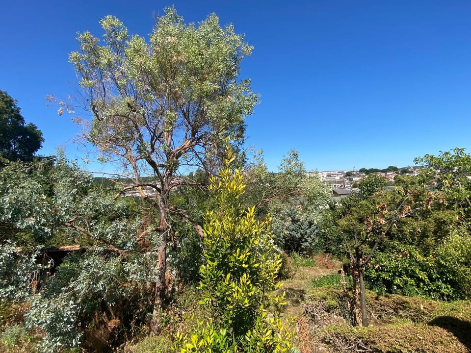 Garden, City view