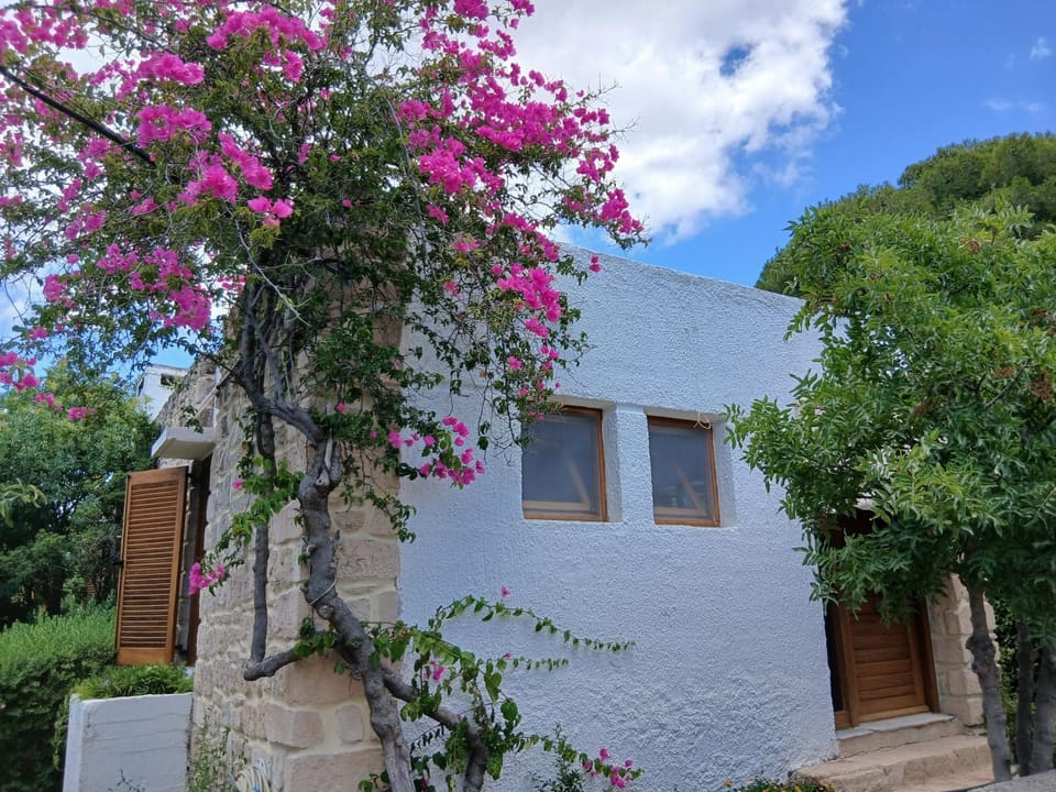Property building, Day, Garden