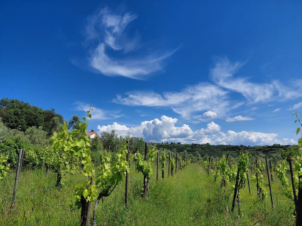 Spring, Day, Natural landscape