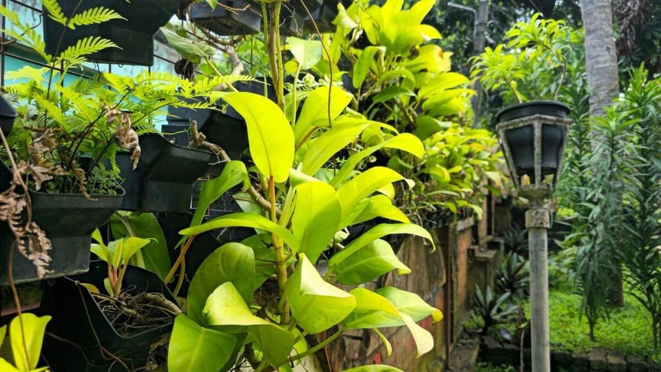 Day, Garden, Garden view