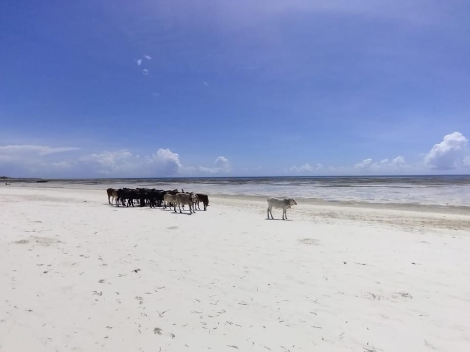 Natural landscape, Beach, Animals