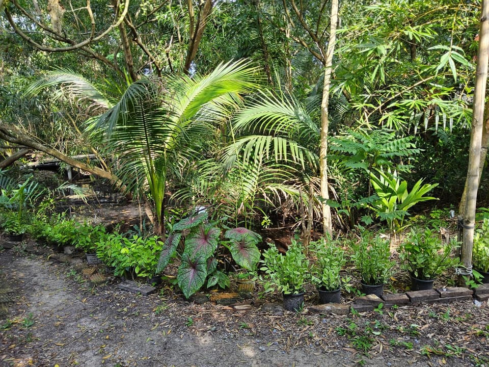 Garden view
