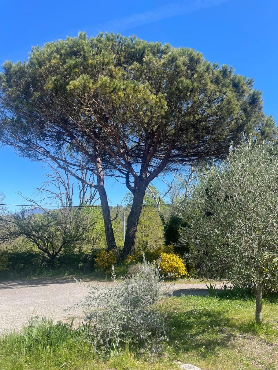 Garden, Garden view