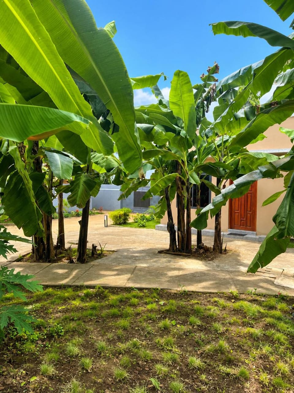 Garden view