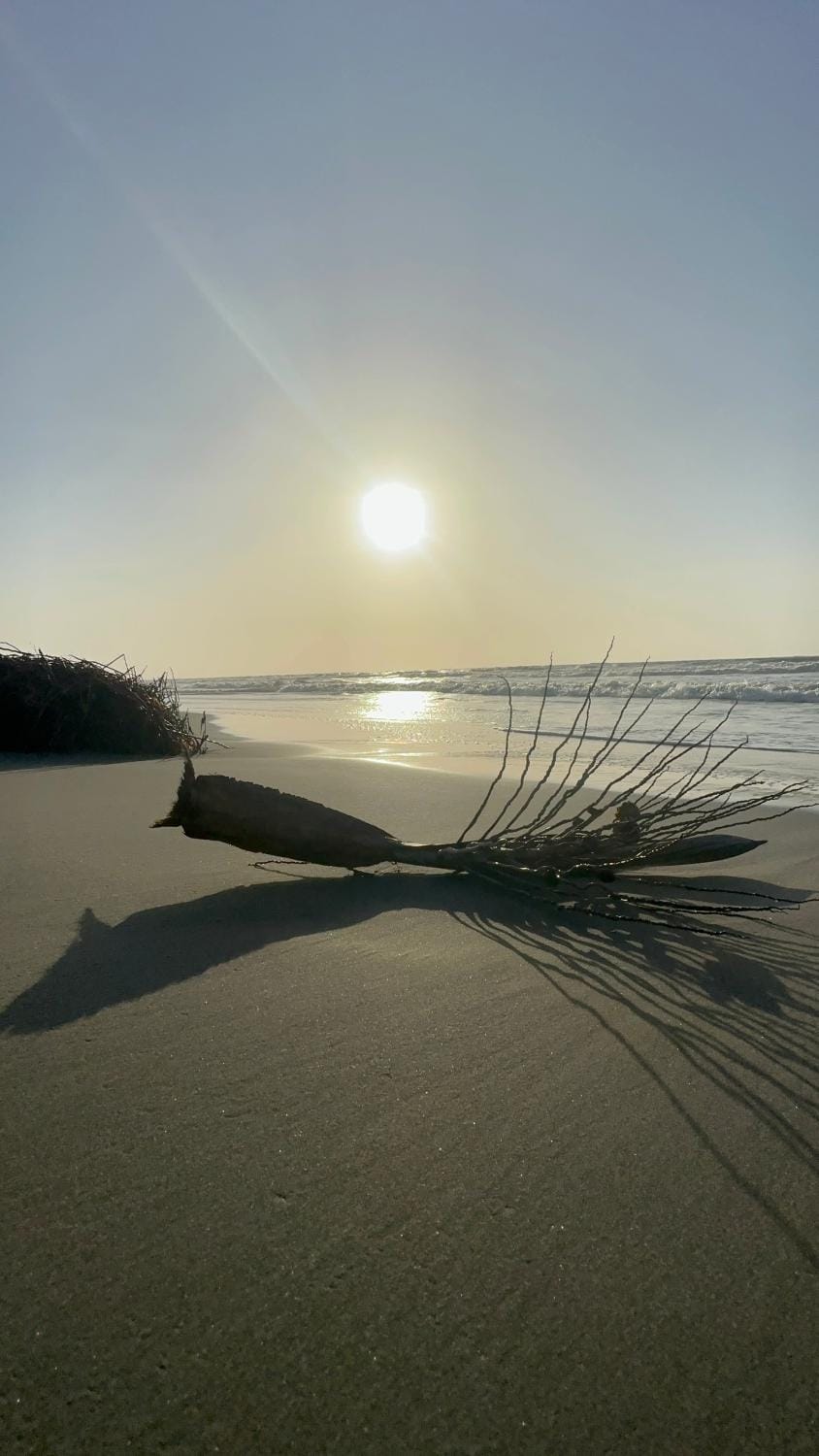 Natural landscape, Beach, Sunset