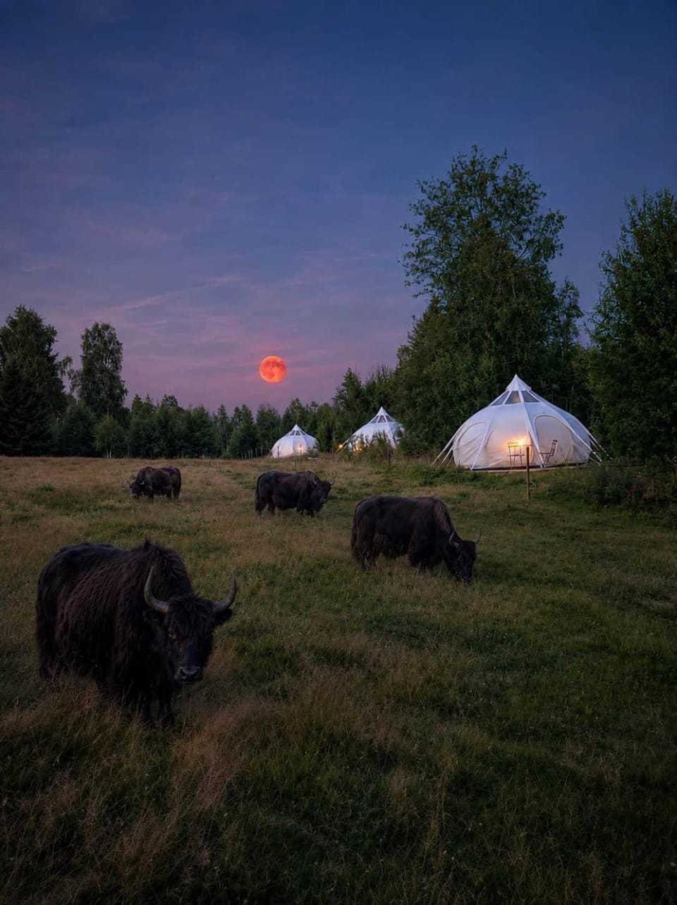 Ember | En lyxig vildmarks retreat House in Sweden