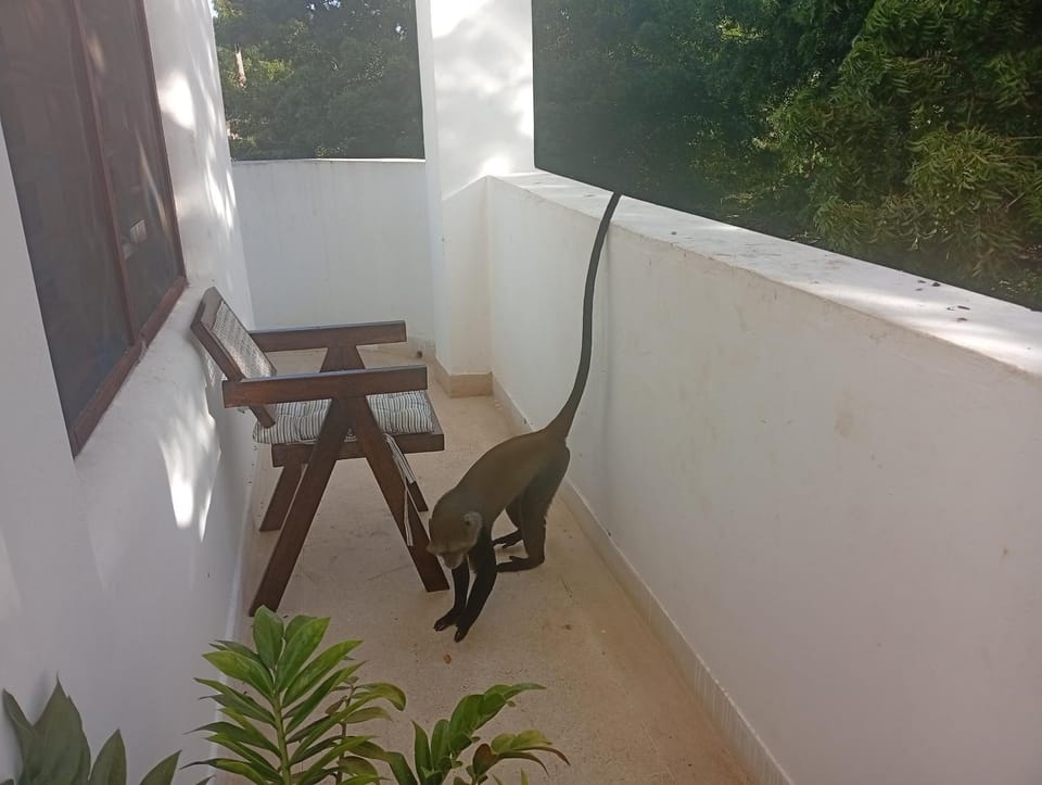 Cozy 1 Bedroom House by the Beach Apartment in Diani Beach