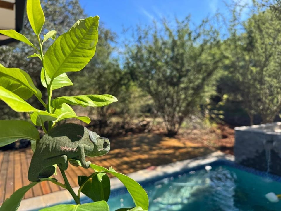 Spring, Garden, Garden view, Pool view, Swimming pool