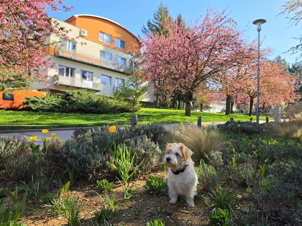 Natural landscape, Garden, Pets, Garden view