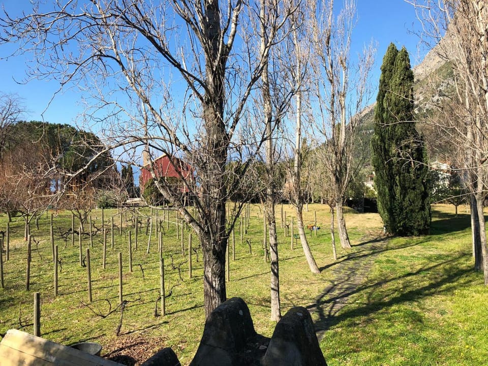 Natural landscape, Garden, Garden view