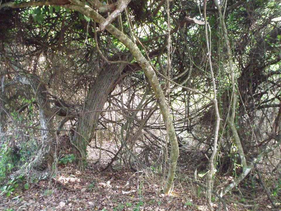 Property building, Natural landscape