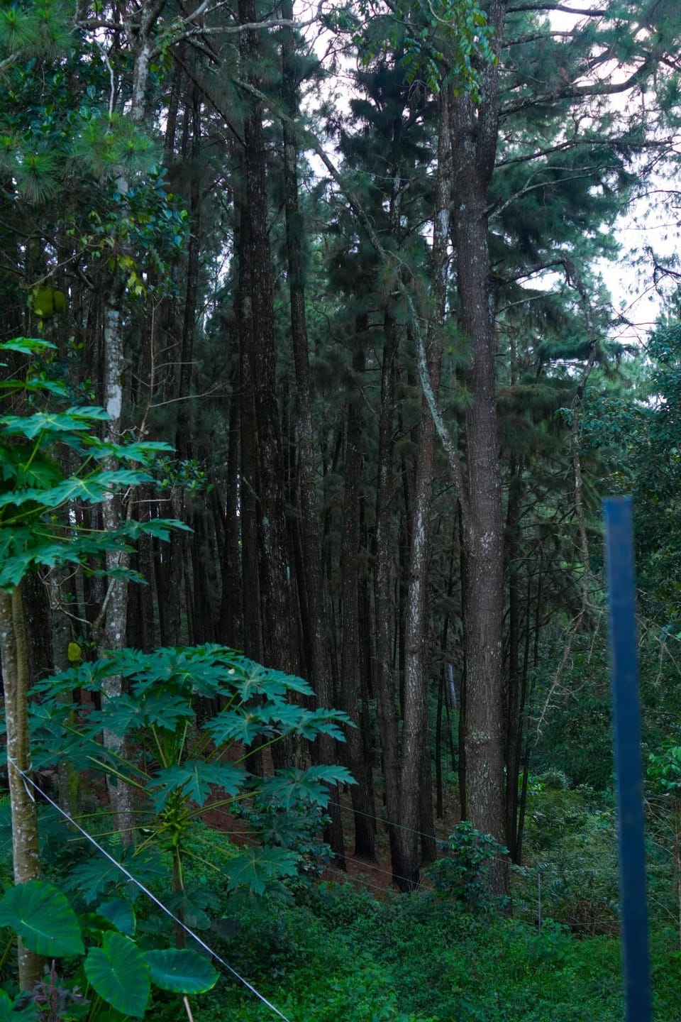 Natural landscape