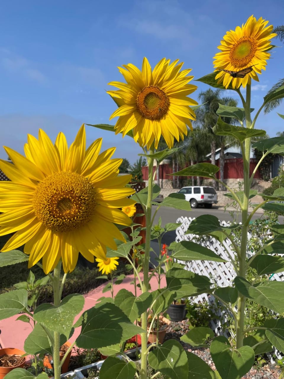 Garden view