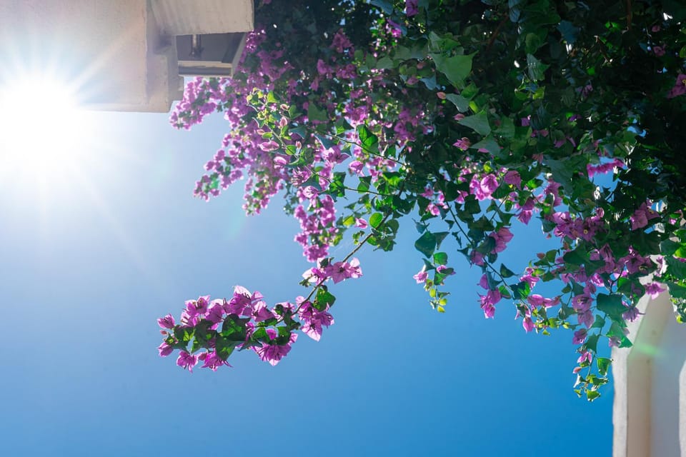 Day, Garden, Garden view