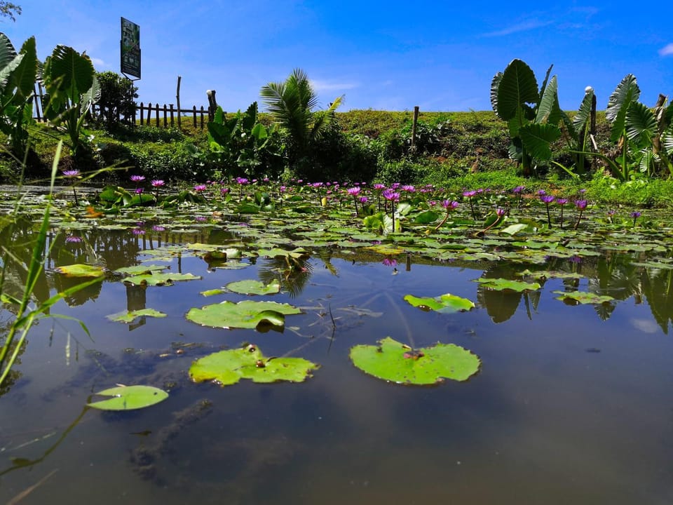 Lake view