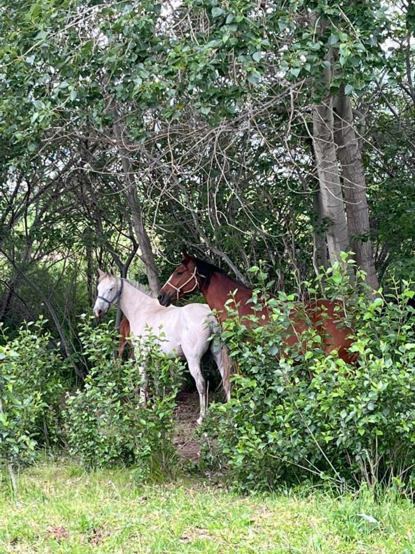 Day, Natural landscape, Animals
