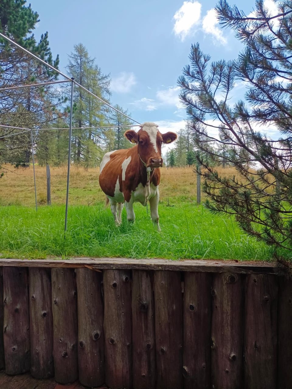 Neighbourhood, Animals