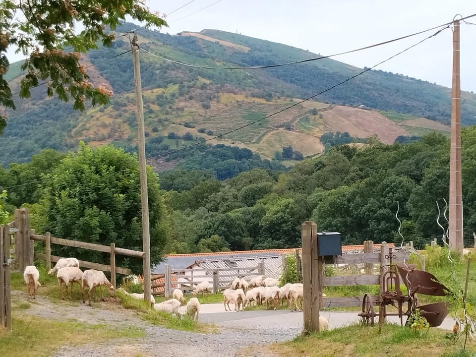 La maison du Bonheur Bed and Breakfast in French Basque Country