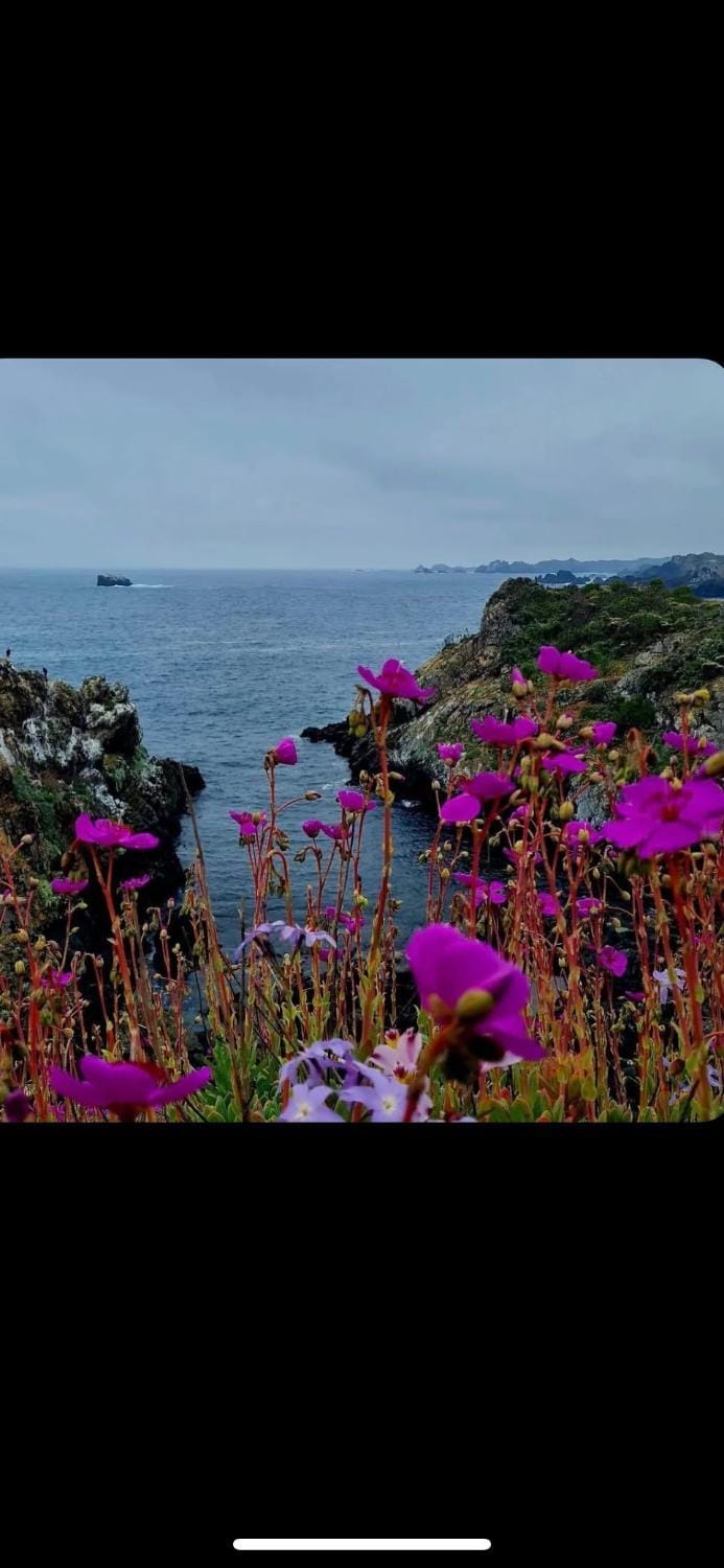 The whale Apartment in Valparaíso Region
