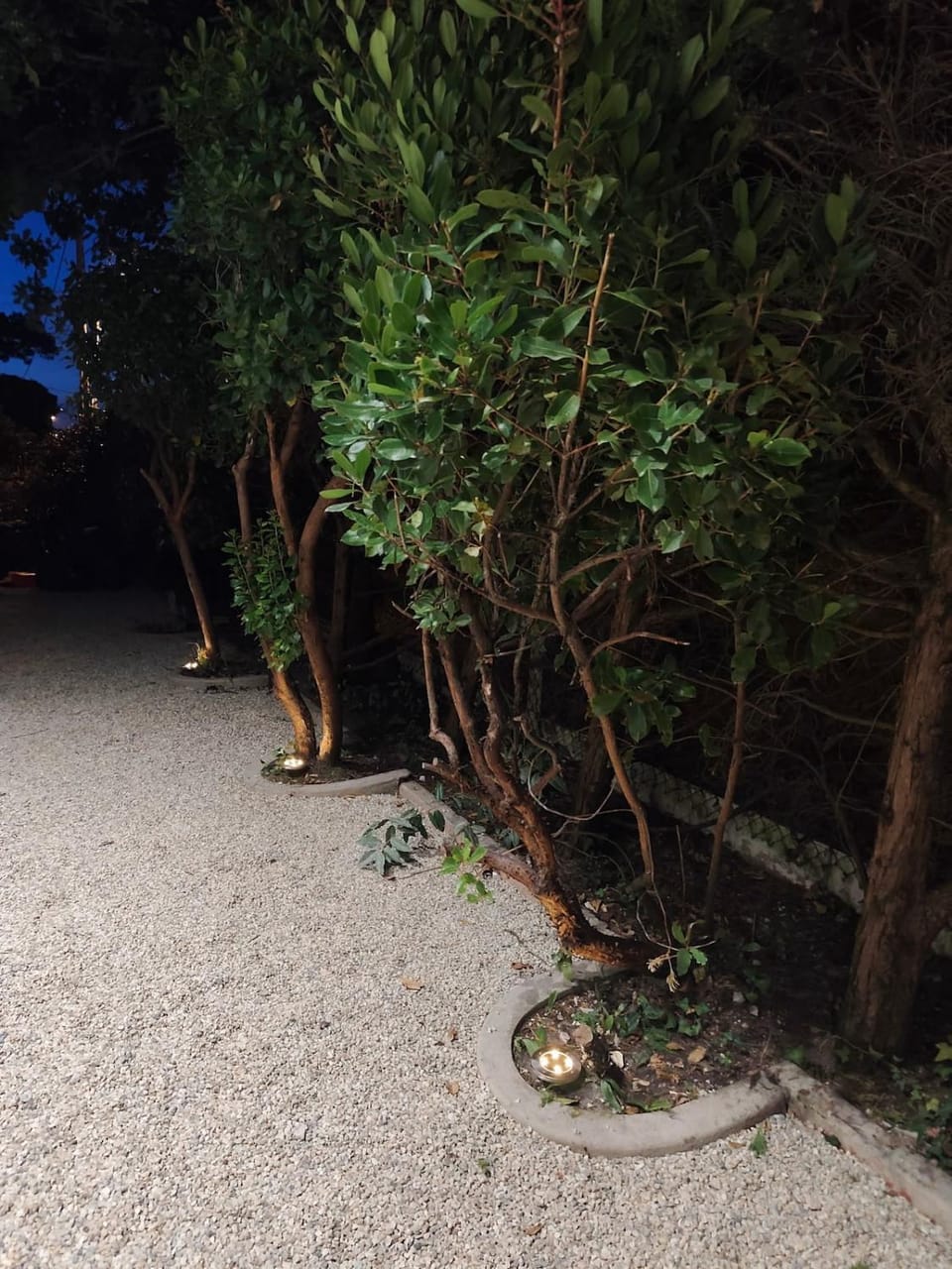 Night, Natural landscape, Garden, Garden view
