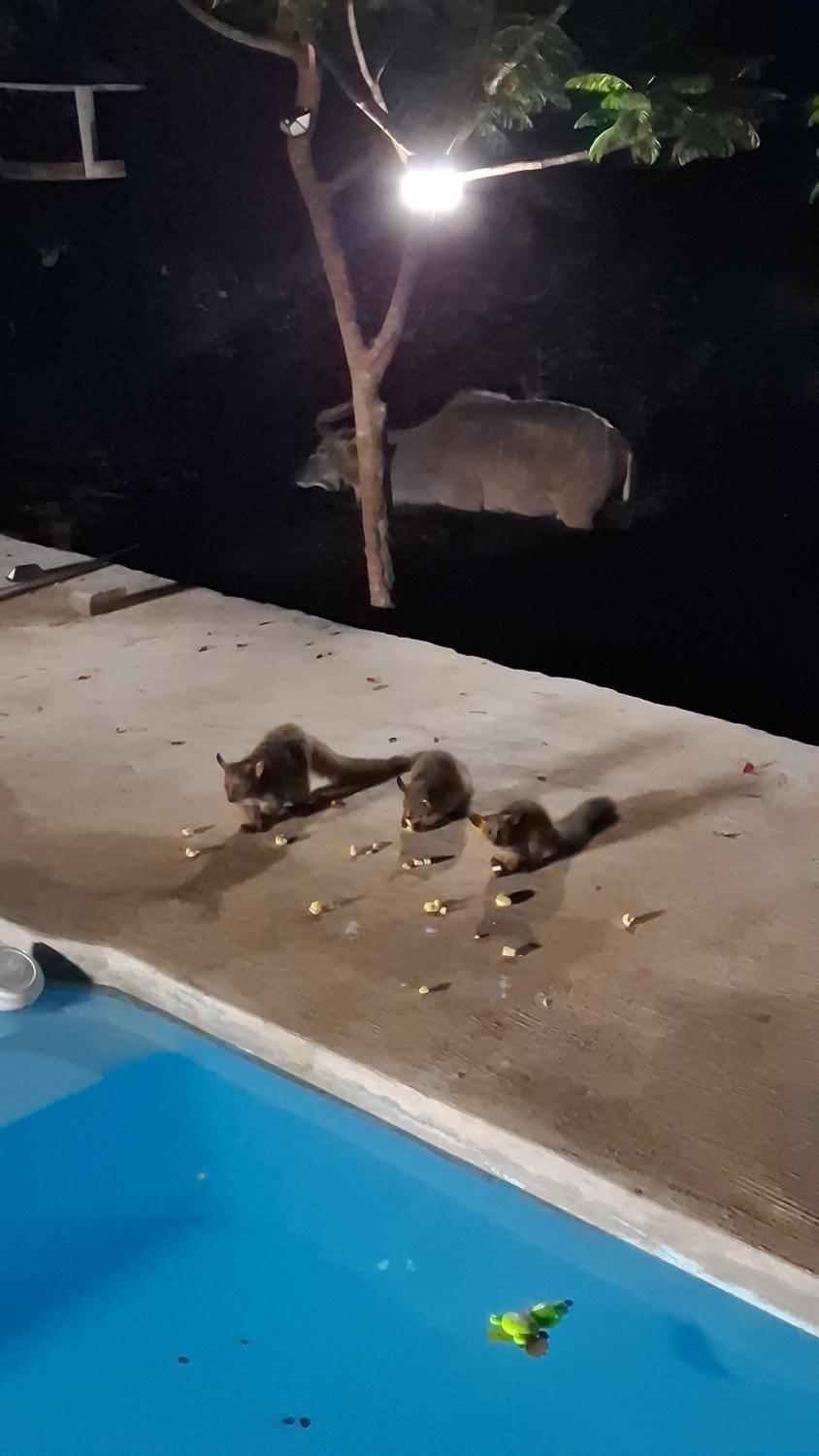 Animals