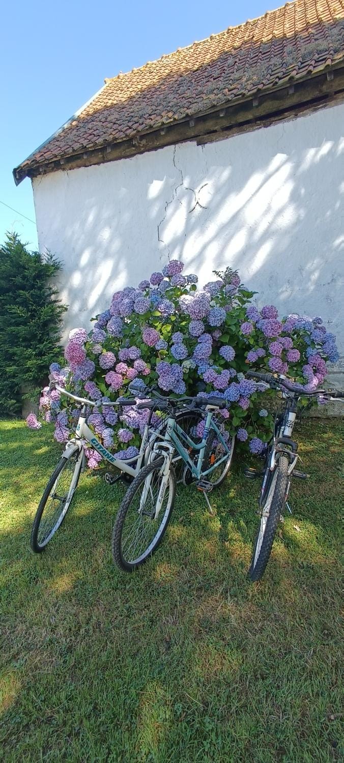 Garden, Cycling, Garden view, Quiet street view