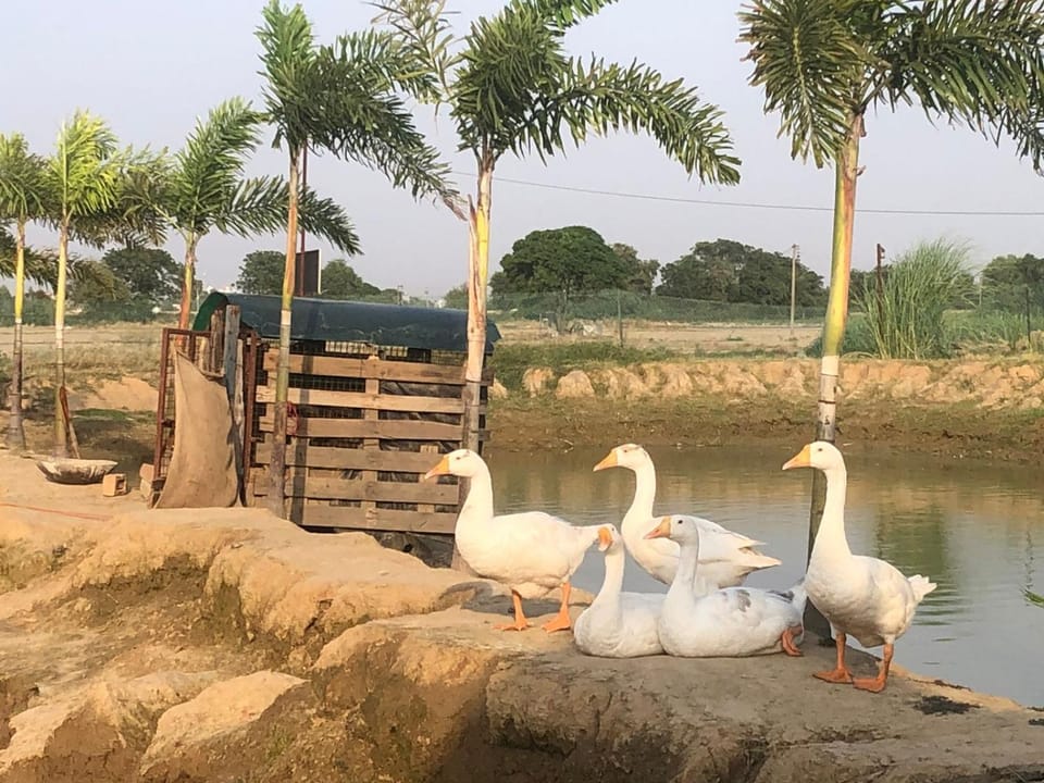 BASK Country Retreat - FARMSTAY Farm Stay in Punjab, India