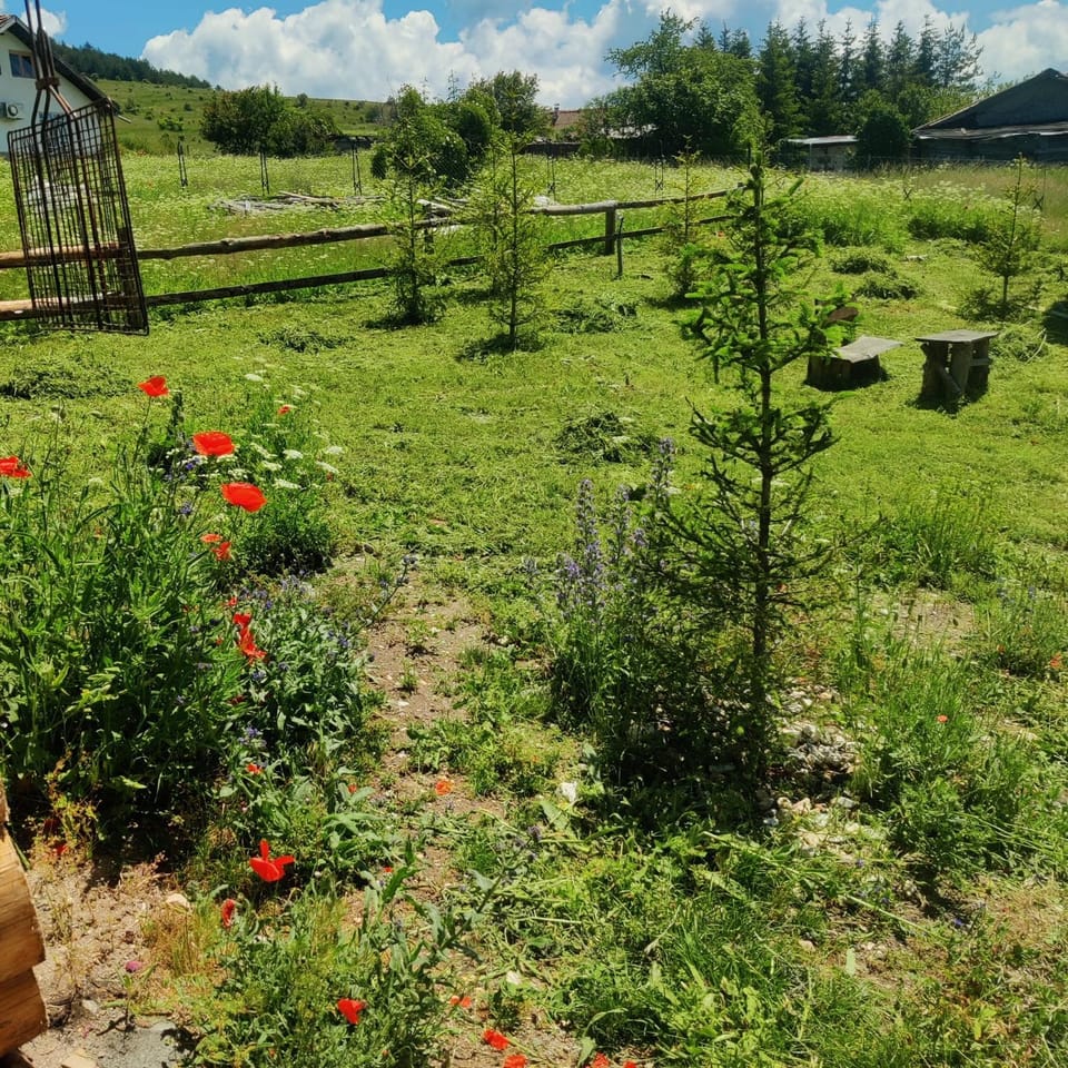 Garden, Garden, Garden view, Garden view