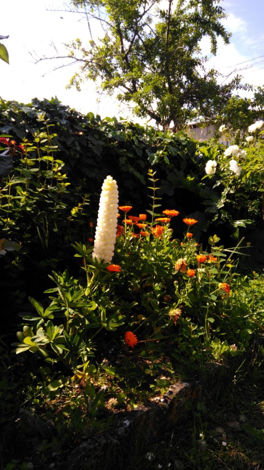Garden view