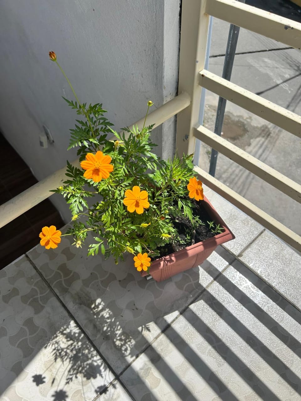 Betesda 2197 G Apartment in São Luís