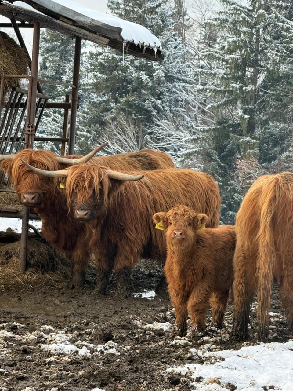 Animals