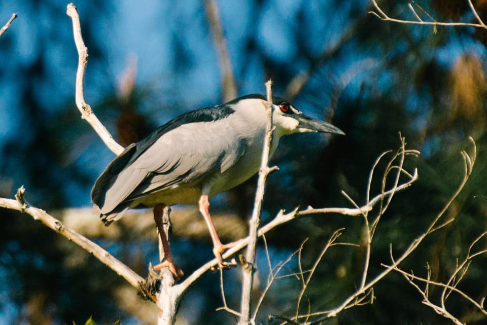 Garden, Animals, Garden view
