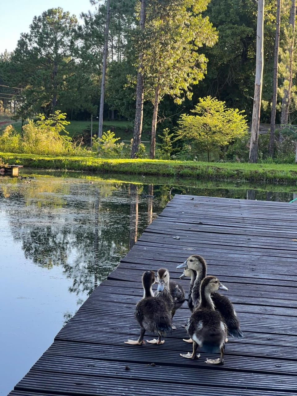 Lake view