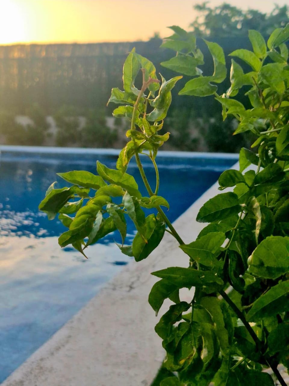 Pool view