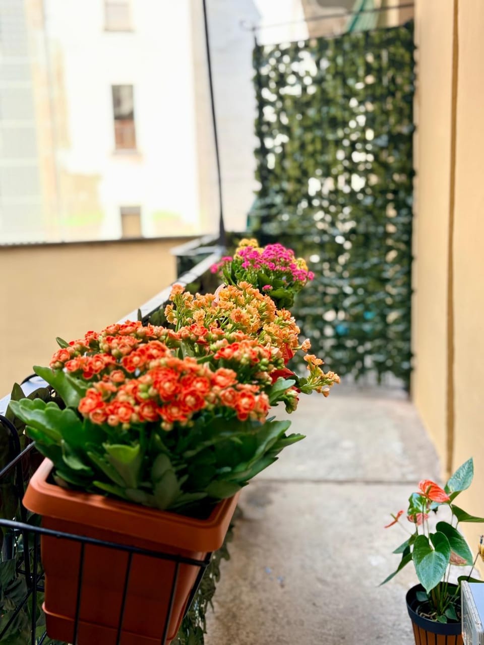 Garden view