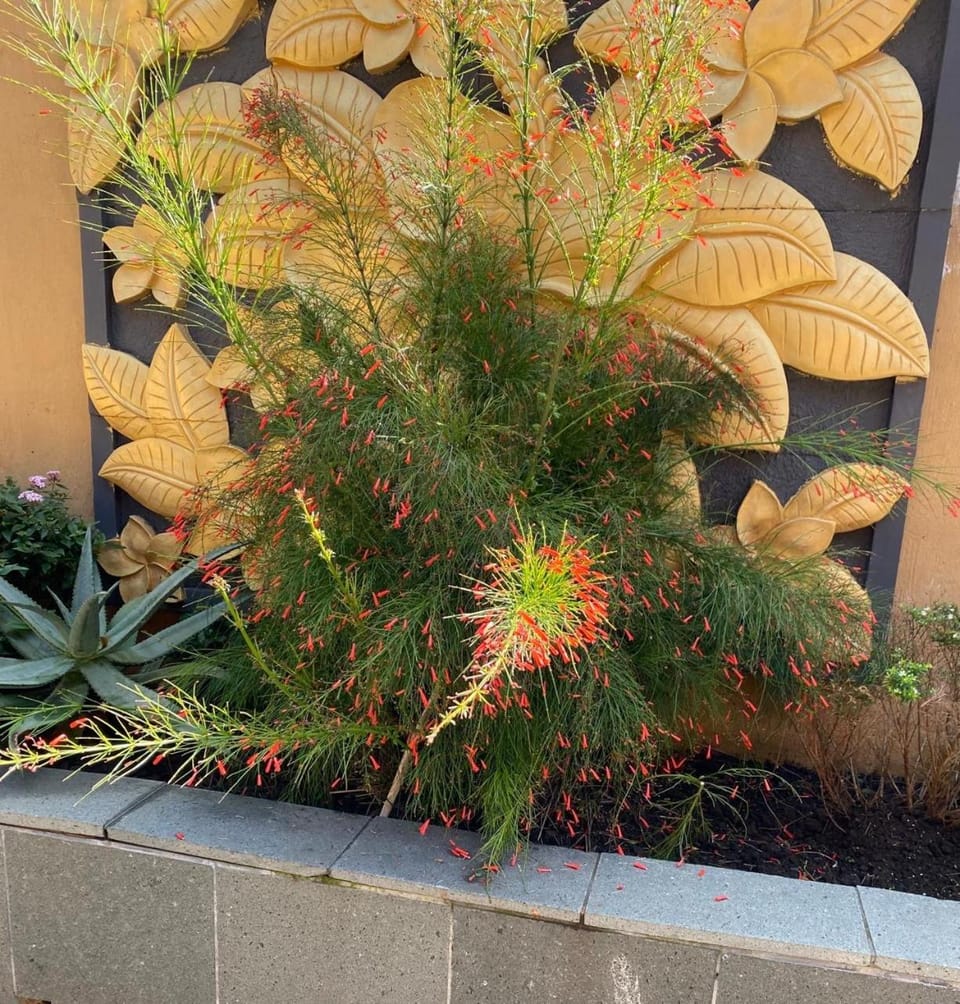 Property building, Garden