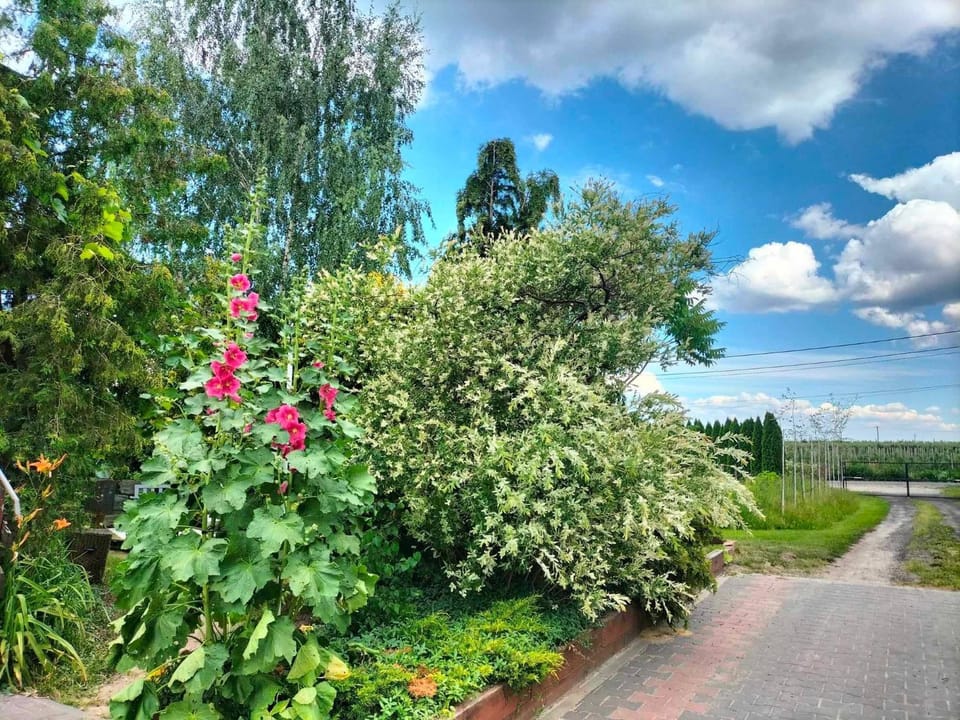 Pokój ,,Gniady,, Apartment in Masovian Voivodeship