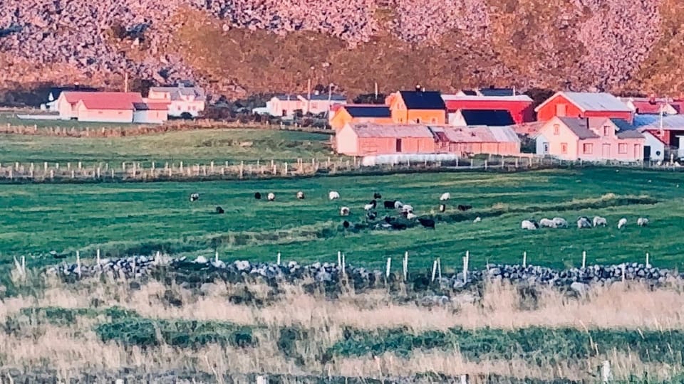 Rosahuset Bed and Breakfast in Lofoten