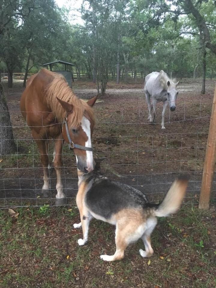 Off the Beaten Dog Horse Path House in Lecanto