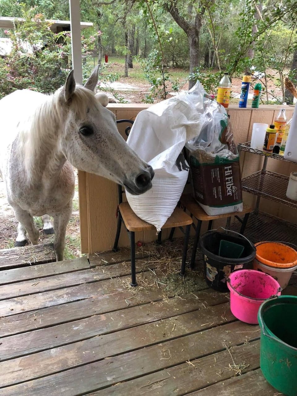 Off the Beaten Dog Horse Path House in Lecanto