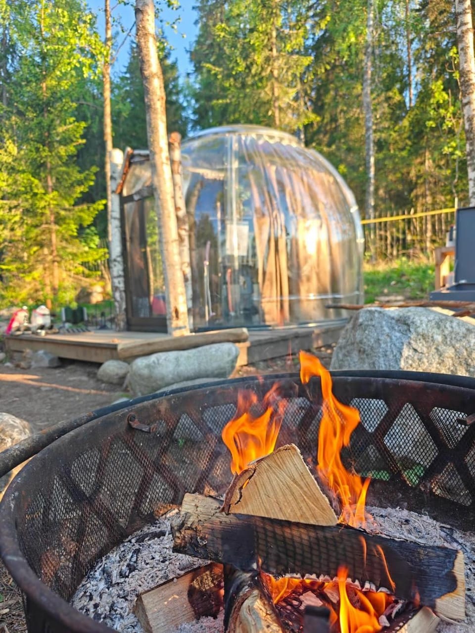 Dome in the dog forest dogs free to roam Turenki Luxury tent in Finland