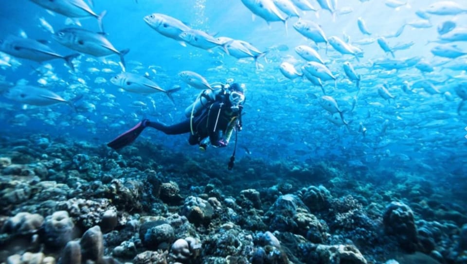 People, Activities, Diving, Diving, Sea view