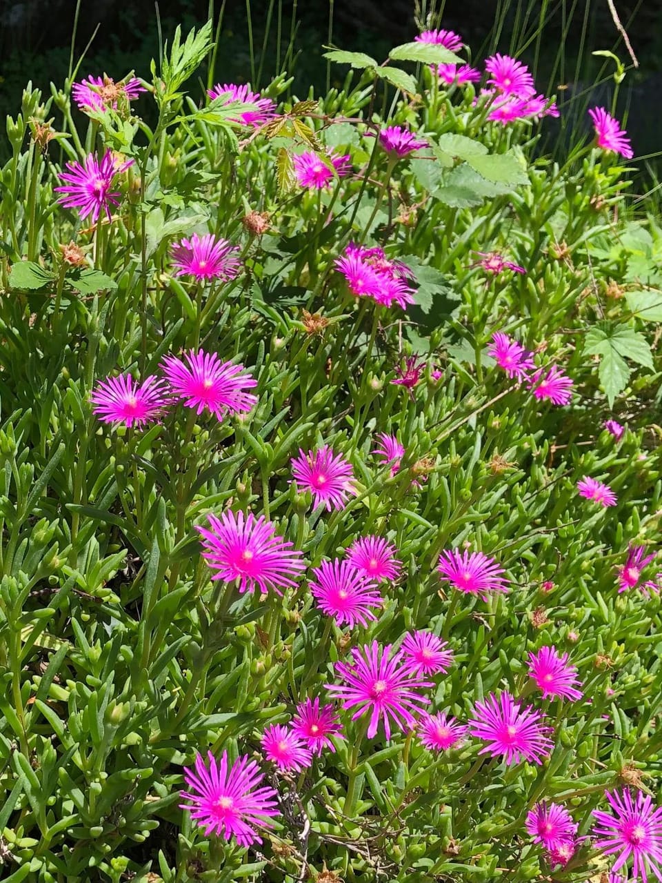 Cà dal Bosc e Cà sgrüscia House in Canton of Ticino