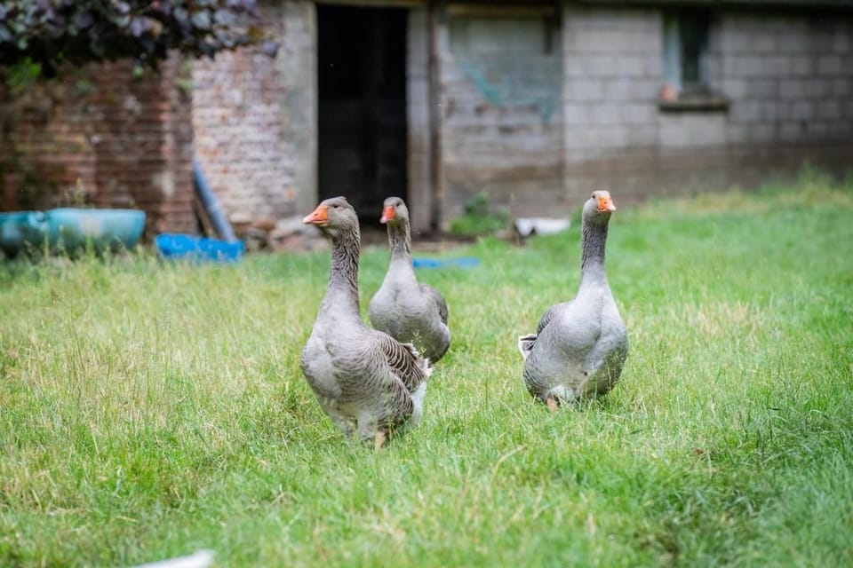 Charmante maison de campagne avec jardin privé House in Hauts-de-France